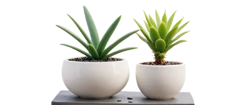 Succulent plants, various shapes, vibrant green leaves, thick fleshy stems, white ceramic pots, decorative stones, morning dew, soft natural light, 3/4 composition, shallow depth of field, warm color 