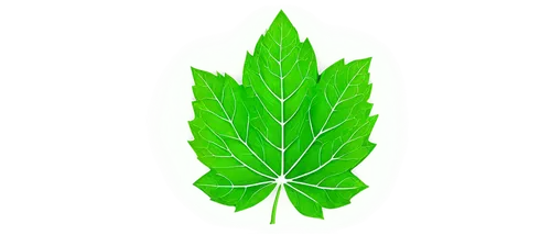 mape leaf,custody leaf,broadleaf,green leaf,leaf background,grape leaf,cannabidiol,mugwort,maple leaf,jungle leaf,tropical leaf,fan leaf,fern leaf,mint leaf,four-leaf,motherwort,mammoth leaf,indian nettle,bo leaf,marie leaf,Conceptual Art,Sci-Fi,Sci-Fi 22