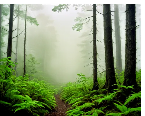 foggy forest,endor,coniferous forest,forestland,elven forest,spruce forest,fir forest,green forest,forests,forested,germany forest,forest,forest of dreams,forest background,rainforests,mirkwood,fromme,forest path,mixed forest,enchanted forest,Illustration,American Style,American Style 02