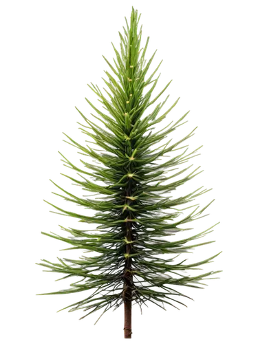 fir needles,fir tree decorations,fir branch,fir tree,norfolk island pine,spruce tree,nordmann fir,fir-tree branches,fir branches,cupressaceae,kerschbaum,spruce needles,douglas fir,bierenbaum,cupressus,christmas pine,pine tree,pine cone ornament,chile fir,tannenbaum,Photography,Documentary Photography,Documentary Photography 38