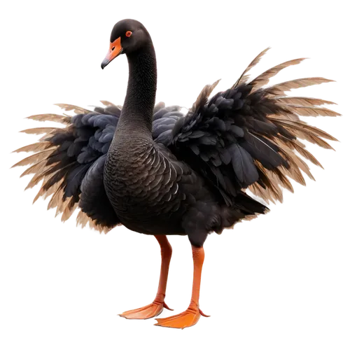 flamininus,brahminy duck,ornamental duck,blackduck,megapode,gooseander,platycercus,rockerduck,volpato,lameduck,bird png,takahe,furnariidae,branta,landfowl,meleagris gallopavo,tula fighting goose,greylag goose,gruidae,swamphen,Photography,Artistic Photography,Artistic Photography 11