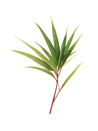 palm tree vector,pine needle,cyperus,palm leaf,pine,pine needles,pine flower,pinez,pine tree,palmera,palmtree,red pine,darwinia,pine branch,cymbopogon,palmetto,pinegar,lomandra,palm leaves,pine tree branch,Illustration,Black and White,Black and White 15