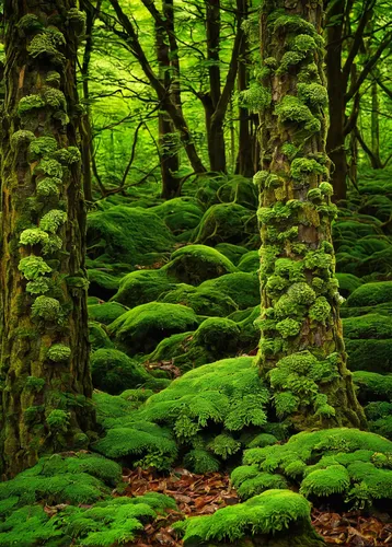 forest moss,green forest,aaa,forest floor,fir forest,elven forest,fairy forest,moss,tree moss,patrol,green wallpaper,fairytale forest,beech forest,ferns,coniferous forest,green landscape,forest glade,cleanup,temperate coniferous forest,green trees,Art,Classical Oil Painting,Classical Oil Painting 03