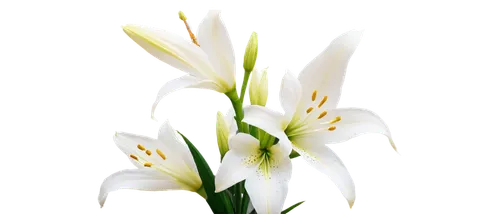 flowers png,easter lilies,white lily,flower background,garden star of bethlehem,madonna lily,lilies of the valley,star of bethlehem,jonquils,grass blossom,floral digital background,zephyranthes,flower wallpaper,white floral background,grass lily,lily of the valley,lilien,lily of the field,blooming grass,autumnalis,Illustration,Abstract Fantasy,Abstract Fantasy 09