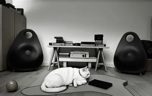 white cat laying on floor next to black speakers,stereophile,hifi extreme,audiophile,audiophiles,suara,hifi,Photography,Black and white photography,Black and White Photography 01