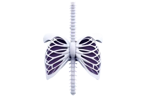 butterfly vector,spinal,scoliosis,butterfly clip art,butterfly background,butterfly white,prothorax,respiratory,isolated butterfly,parapatric,butterfly isolated,mediastinum,metathorax,latifolium,sternum,oxygenator,butterflied,whitewings,papillons,thorax,Conceptual Art,Daily,Daily 02