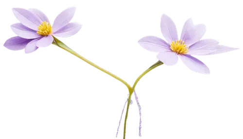 flowers png,anemone japonica,minimalist flowers,cretan crocus,anemone purple floral,saffron crocus,snowdrop anemones,crocuses,twin flowers,anemone sylvestris,cosmos flowers,cosmos caudatus,crocuss,anemone narcissiflora,pulsatilla,crocus flowers,anemone hupehensis' september charm,crocus vernus,anemone nemorosa,cosmos flower,Photography,Fashion Photography,Fashion Photography 15