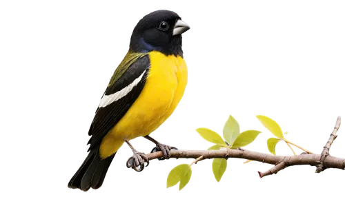 yellow throated toucan,bananaquit,cuban oriole,yellow weaver bird,evening grosbeak,yellow finch,golden finch,finch bird yellow,yellow parakeet,bushshrike,chestnut-billed toucan,gold finch,euphonia,toucan perched on a branch,canari,yellowbird,toucanet,yellow robin,black toucan,sun parakeet,Conceptual Art,Fantasy,Fantasy 30