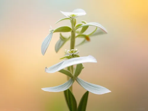 twinflower,garden star of bethlehem,white lily,lily of the valley,madonna lily,lilly of the valley,lily of the desert,lilium candidum,white orchid,siberian fawn lily,star-of-bethlehem,guernsey lily,lilies of the valley,easter lilies,lily of the field,butterfly orchid,star of bethlehem,turk's cap lily,white trumpet lily,fawn lily,Realistic,Flower,Baby's Breath