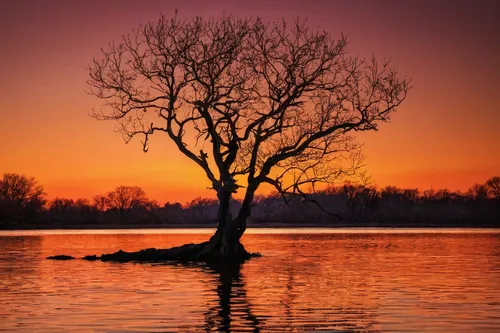 lone tree,isolated tree,bare tree,old tree silhouette,the danube delta,brown tree,tree silhouette,deciduous tree,landscape photography,evening lake,magic tree,flourishing tree,tranquility,danube delta,burning tree trunk,dead tree,celtic tree,eastern mangroves,mangroves,incredible sunset over the lake,Illustration,Realistic Fantasy,Realistic Fantasy 10