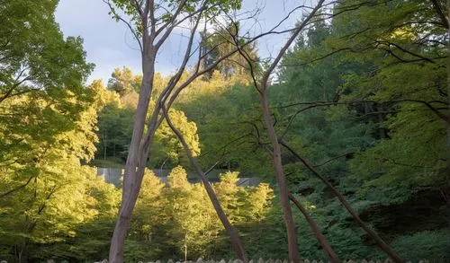 metasequoia,maibaum,poplars,corkscrew willow,tiergarten,plane trees,poplar tree,robinia,yellowwood,fraxinus excelsior,treewidth,kierszenbaum,carpinus,golden trumpet trees,deciduous tree,grunewald,deciduous trees,weeping willow,fraxinus,westonbirt,Photography,General,Realistic