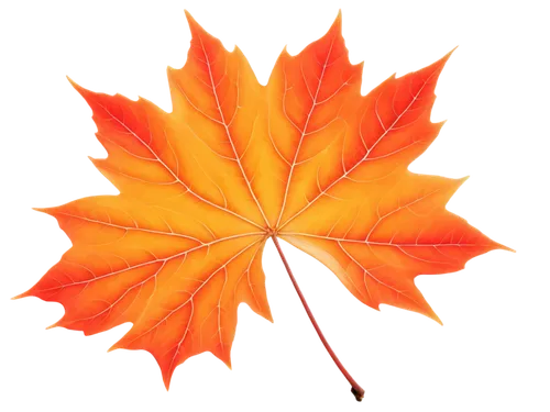 red maple leaf,maple leaf,yellow maple leaf,leaf background,maple leaf red,maple leave,fall leaf,autumn leaf paper,fan leaf,thunberg's fan maple,fall leaf border,autumn leaf,leaf maple,leaf rectangle,maple foliage,fallen oak leaf,suspended leaf,maple leaves,autumn icon,colored leaves,Conceptual Art,Daily,Daily 02