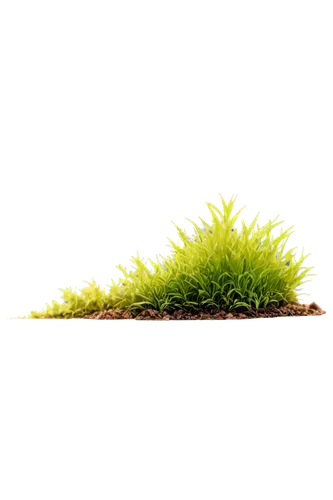 moss landscape,tree moss,forest moss,moss saxifrage,moss,blade of grass,sporophyte,sphagnum,lamp cleaning grass,azolla,mossflower,bryophyte,sporophytes,block of grass,grasslike,bryophytes,stylidium,mossy,grass roof,photosynthetic,Conceptual Art,Sci-Fi,Sci-Fi 08