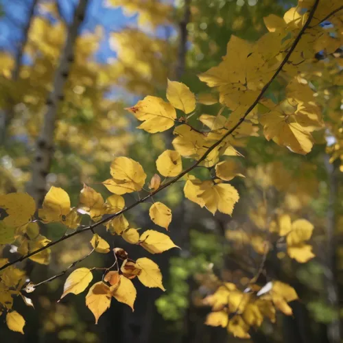 yellow leaves,gold leaves,autumn gold,maple foliage,spicebush,pointed-leaved maple,Photography,General,Commercial