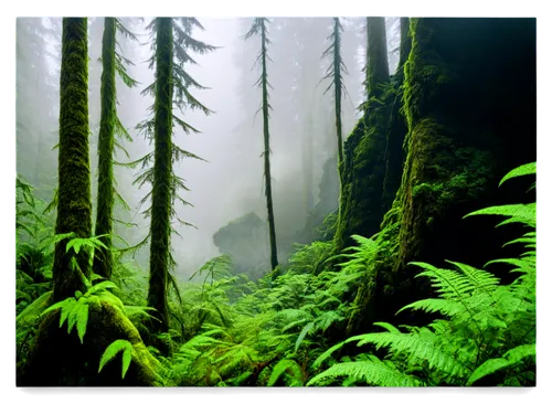 foggy forest,forestland,coniferous forest,spruce forest,endor,green forest,ferns,rainforests,tree ferns,forests,fir forest,forest background,forested,understory,tongass,rain forest,forest moss,elven forest,sempervirens,northwest forest,Illustration,Vector,Vector 14