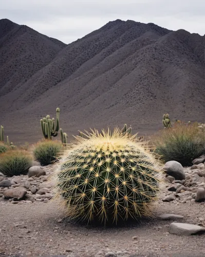 desert plant,barrel cactus,large-flowered cactus,dutchman's-pipe cactus,teide national park,desert plants,desert flower,fishbone cactus,arid landscape,hedgehog cactus,the atacama desert,desert desert landscape,mexican hat,mojave desert,desert landscape,moonlight cactus,arid,peniocereus,phytolaccaceae,san pedro cactus,Illustration,Japanese style,Japanese Style 10