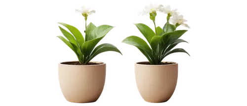 easter lilies,peace lilies,flowers png,tulip background,bulbs,palm lilies,torch lilies,aspidistra,two tulips,calla lilies,lilies of the valley,hostplant,plantes,lily of the valley,twin flowers,madonna lily,potted plants,flower vases,zantedeschia,coelogyne,Conceptual Art,Daily,Daily 19