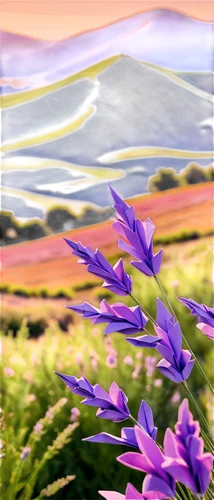 camassia,purple landscape,lavender field,lavender flowers,lavender fields,african lily,fireweed,mountain flowers,mountain flower,lupines,lavenders,lavender flower,flowerful desert,brodiaea,palouse,gentians,grape-grass lily,blooming field,alpine flowers,the lavender flower,Unique,Paper Cuts,Paper Cuts 02