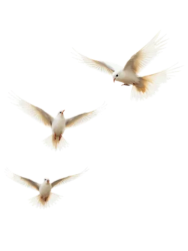 doves of peace,dove of peace,birds in flight,birds flying,terns,doves,crested terns,tropicbirds,white dove,fairy tern,flying birds,tern flying,white pigeons,flying tern,cygnes,peace dove,royal tern,bird flight,flying sea gulls,whitewings,Illustration,Black and White,Black and White 35