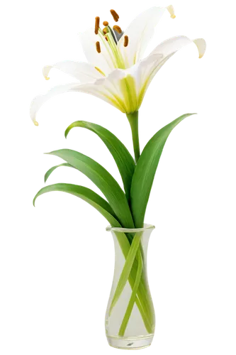 flowers png,lily of the valley,muguet,easter lilies,lilies of the valley,flower background,lily of the field,aspidistra,peace lilies,flower illustrative,lily of the desert,spring leaf background,tulip background,madonna lily,white lily,lilly of the valley,flower wallpaper,grass lily,flower vase,peace lily,Illustration,Realistic Fantasy,Realistic Fantasy 03