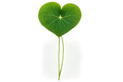 lotus leaf,shamrock balloon,4-leaf clover,four-leaf clover,five-leaf clover,a four leaf clover,four leaf clover,three leaf clover,4 leaf clover,green leaf,greenheart,clover leaves,green wallpaper,ginkgo leaf,spring leaf background,shamrock,water lily leaf,lotus leaves,medium clover,pennywort,Illustration,Black and White,Black and White 10