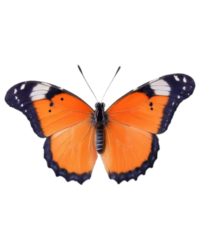 euphydryas,vanessa atalanta,orange butterfly,butterfly vector,polygonia,viceroy (butterfly),hesperia (butterfly),coenonympha tullia,vanessa (butterfly),lycaena phlaeas,scotch argus,butterfly clip art,lycaena,white admiral or red spotted purple,coenonympha,brush-footed butterfly,vanessa cardui,lepidoptera,melitaea,heliconius hecale,Photography,Black and white photography,Black and White Photography 06