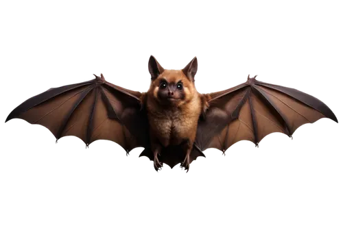 Dark brown bat, wings spread wide, flying pose, sharp claws, small eyes, pointy ears, soft fur, nocturnal creature, solo, close-up shot, shallow depth of field, dramatic lighting, cinematic compositio