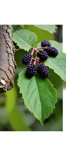 Mulberry tree, lush green leaves, slender branches, ripe purple mulberries, wooden trunk, roots deep in earth, warm sunlight filtering through leaves, close-up shot, shallow depth of field, soft focus