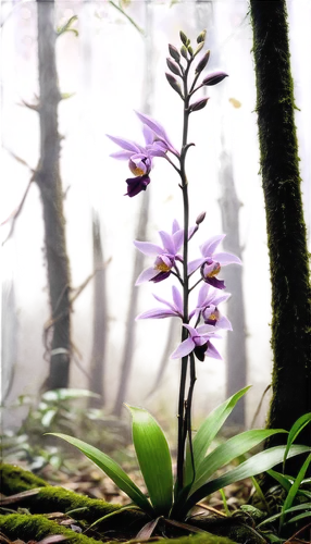 forest orchid,fireweed,forest flower,vervain,forest plant,stylidium,butterfly orchid,soapwort,wild orchid,lobelia,starflower,lilac orchid,epidendrum,elven flower,camassia,mountain flower,butterwort,grape-grass lily,lilac branch,dendrobium,Conceptual Art,Fantasy,Fantasy 33