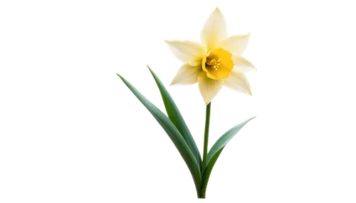 tulip background,easter lilies,filled daffodil,flowers png,flower background,flower wallpaper,daffodil,tulipa,daffodils,daffyd,the trumpet daffodil,star of bethlehem,garden star of bethlehem,jonquils,narciso,daff,yellow daffodil,spring leaf background,tulp,flower opening,Conceptual Art,Daily,Daily 20