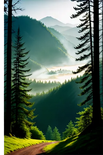 coniferous forest,mountain road,landscape background,forest background,forest landscape,forests,forest road,bavarian forest,mountain scene,nature background,schwarzwald,mountain landscape,fir forest,mountain pass,spruce forest,forested,mountain highway,foggy landscape,mountains,digital painting,Illustration,American Style,American Style 09