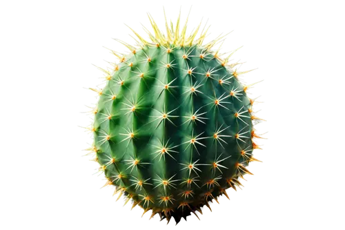 Prickly fruit, green spiky skin, juicy pulp, sweet aroma, solo, centered composition, close-up shot, shallow depth of field, warm lighting, vibrant color tone, detailed texture.,a green cactus with so