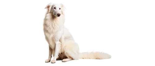 borzoi,afghan hound,saluki,white dog,sighthound,lurcher,pyr,rough collie,atka,deerhound,dogana,piebald,galgo,blonde dog,sighthounds,ermine,samoyedic,colotti,dog frame,dog,Art,Artistic Painting,Artistic Painting 27