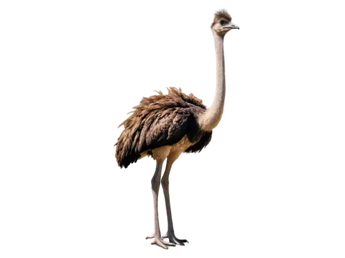 grey neck king crane,ostrich,bird png,crane-like bird,greater flamingo,platycercus,greater rhea,ostriches,emu,white-naped crane,australian bird,demoiselle crane,stork,crane,anthropomorphized animals,troodon,galliformes,the beaked,sandhill crane,tyto longimembris,Conceptual Art,Daily,Daily 01