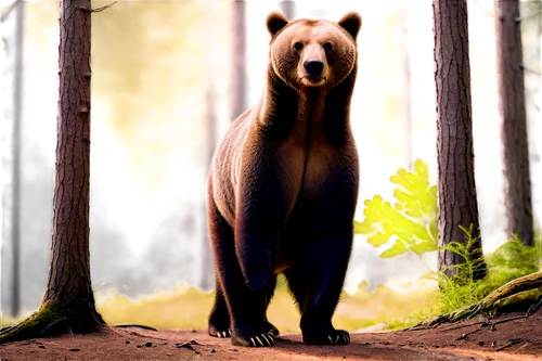 european brown bear,brown bear,nordic bear,bearlike,bear,scandia bear,cute bear,beorn,great bear,ursine,bearse,bear guardian,bluebear,orso,bearss,little bear,forest animal,brown bears,ursus,bearman,Conceptual Art,Graffiti Art,Graffiti Art 01