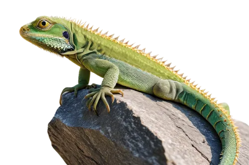 ring-tailed iguana,green crested lizard,eastern water dragon lizard,green iguana,iguanidae,european green lizard,green lizard,collared lizard,day gecko,emerald lizard,iguana,malagasy taggecko,carolina anole,dragon lizard,cyclura nubila,eastern water dragon,common collared lizard,caiman lizard,chinese water dragon,common chameleon,Illustration,Japanese style,Japanese Style 09