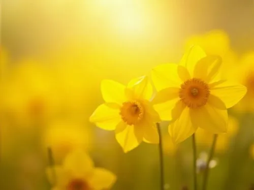 daffodils,yellow daffodils,daffodil field,yellow daffodil,daff,daffodil,spring background,jonquils,flower background,daffyd,filled daffodil,jonquil,flower wallpaper,springtime background,yellow flowers,spring flowers,spring equinox,easter background,yellow daisies,narcissus,Photography,General,Realistic