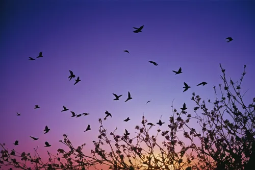 Compose a mysterious poem capturing the ethereal beauty of an Easter sunrise, filled with soft hues, delicate flowers, and birds soaring towards the heavens.,mumuration,swallows,starlings,swifts,birds