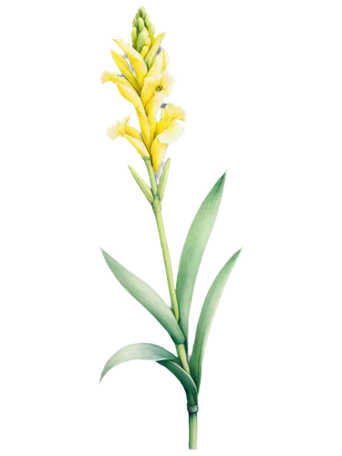 garden star of bethlehem,flowers png,pineapple lily,lutea,tuberose,platanthera,citronella,star of bethlehem,grass lily,halophyte,grass blossom,lomandra,solidago,spineflower,sweet grass plant,asparagaceae,yellow orchid,elven flower,asphodel,spikelets,Conceptual Art,Graffiti Art,Graffiti Art 11