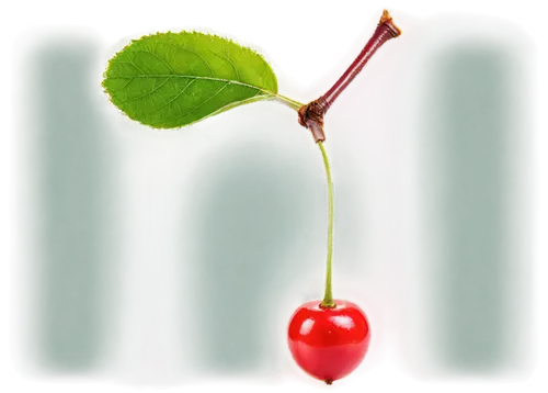 Cherry, red fruit, juicy pulp, glossy skin, green leaves, stem attached, solo, centered composition, soft natural light, shallow depth of field, warm color tone, transparent background.,bladder cherry