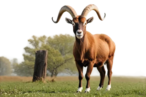 Horns, goat-like animal, furry, brown coat, white patches on forehead, beard-like chin hair, curved horns, strong legs, cloven hooves, grassland habitat, morning mist, soft sunlight, 3/4 composition, 