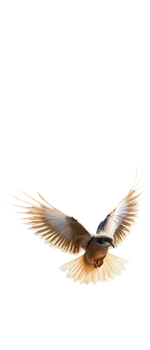 aguiluz,soar,dove of peace,eagle vector,uniphoenix,bird flying,bird wing,angel wing,aquila,bird in flight,skylark,bird png,flying hawk,rapace,cygnes,aguila,phoenixes,aeronautica,dawnstar,featherlite,Art,Artistic Painting,Artistic Painting 29