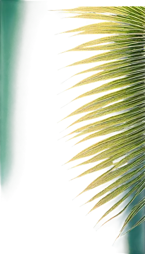 palm leaf,cycas,pine needle,fan palm,xanthorrhoea,palm fronds,arecaceae,palm blossom,palmettos,albizia,palmetto,feather bristle grass,palmera,echinochloa,prickly,clusiaceae,citronella,cycad,fishtail palm,horsetails,Art,Artistic Painting,Artistic Painting 09