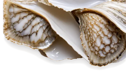 otoliths,whelk,spiny sea shell,calliostoma,conch shell,otolith,bivalve,operculum,brachiopod,sea shell,snail shell,clam shell,geoduck,bivalves,blue sea shell pattern,sordariomycetes,brachiopods,molluscan,tubercles,piroplasmosis,Conceptual Art,Daily,Daily 27