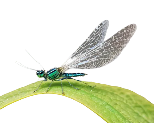 lacewing,gonepteryx cleopatra,membrane-winged insect,sawfly,dolichopodidae,leafhopper,gonepteryx rhamni,banded demoiselle,aix galericulata,halictidae,artificial fly,talpidae,green-tailed emerald,housefly,elapidae,chrysops,stable fly,psittacidae,damselfly,eumenidae,Illustration,Black and White,Black and White 19