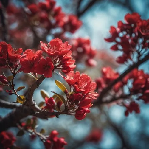 red magnolia,tree blossoms,red blooms,chestnut tree with red flowers,japanese flowering crabapple,red petals,Photography,General,Cinematic