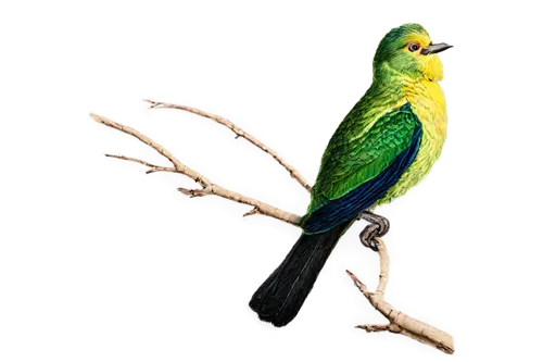 Side view, bird, wings spread wide, feathers fluffed out, bright green plumage, yellow beak, black eyes, slender legs, perched on a branch, morning sunlight, soft focus background, shallow depth of fi