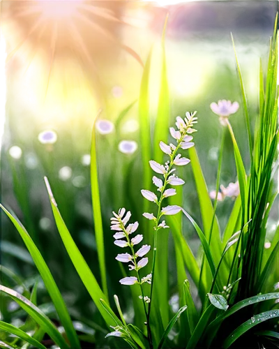 blooming grass,grass blossom,morning light dew drops,dew on grass,background bokeh,bokeh effect,grass lily,meadows of dew,morning dew,garden dew,dewdrops in the morning sun,lily of the field,early morning dew,dew drops,meadow plant,sunrays,bokeh lights,sunray,sunbeams,dewdrops,Art,Classical Oil Painting,Classical Oil Painting 02