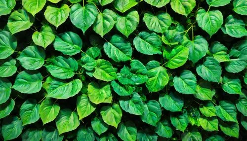 The canvas comes alive with a vibrant and abstract pattern of emerald green leaves, each one lifelike and captivating. The leaves of the plant are a rich and lush green, with deep green hues that almo