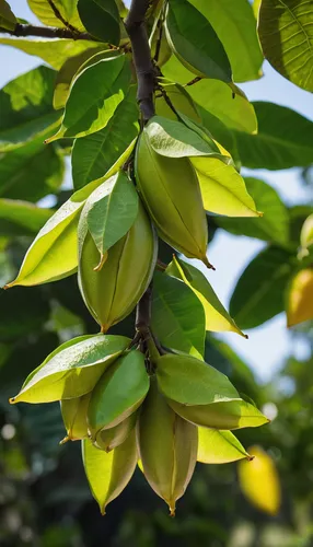 carambola,star fruit,tree fruit,oleaceae,carob tree,starfruit plant,sapodilla,ylang-ylang,magnoliaceae,saba banana,kaki fruit,ackee,jackfruit,collecting nut fruit,carambola grapes,banana plant,indian almond,breadfruit,asian pear,starfruit,Photography,Black and white photography,Black and White Photography 05